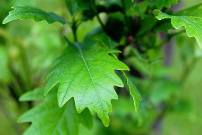 Quercus x warei Long 'Regal Prince' - křížený dub letní a dvoubarevný - čepel jarního listu